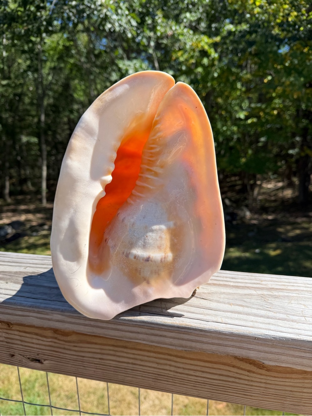10+” Large | Cassis tuberosa | King Helmet - Picture 16 of 16